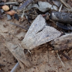 Mythimna (Pseudaletia) convecta (Common Armyworm) at Mount Painter - 17 Feb 2020 by CathB