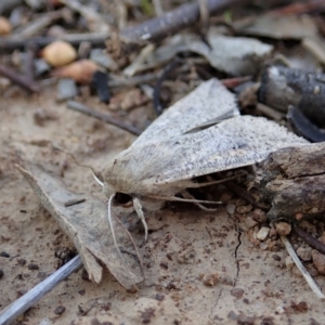 Mythimna (Pseudaletia) convecta at Dunlop, ACT - 17 Feb 2020