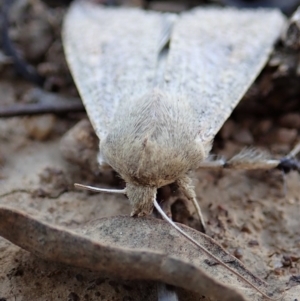 Mythimna (Pseudaletia) convecta at Dunlop, ACT - 17 Feb 2020