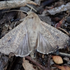 Mythimna (Pseudaletia) convecta at Dunlop, ACT - 17 Feb 2020