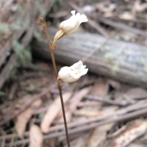 Gastrodia sp. at Cotter River, ACT - suppressed