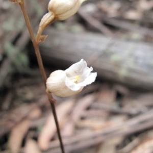 Gastrodia sp. at Cotter River, ACT - suppressed