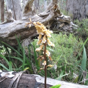 Gastrodia sp. at Cotter River, ACT - 11 Jan 2017