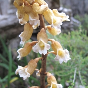 Gastrodia sp. at Cotter River, ACT - suppressed