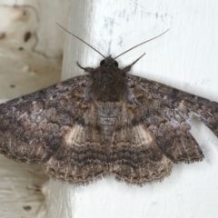Eudesmeola lawsoni (Lawson's Night Moth) at Ainslie, ACT - 25 Feb 2020 by jbromilow50