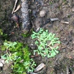 Riccia sp. (genus) (Liverwort) at Mount Ainslie - 25 Feb 2020 by JaneR