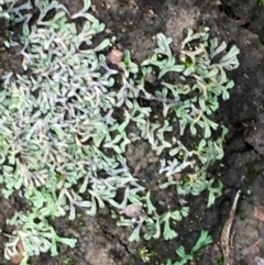 Riccia sp. (genus) at Majura, ACT - 25 Feb 2020