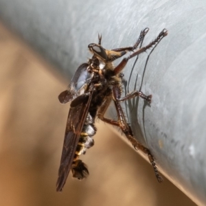 Blepharotes splendidissimus at Paddys River, ACT - 21 Feb 2020