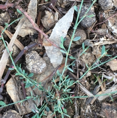 Polygonum aviculare (Wireweed) at Majura, ACT - 25 Feb 2020 by JaneR