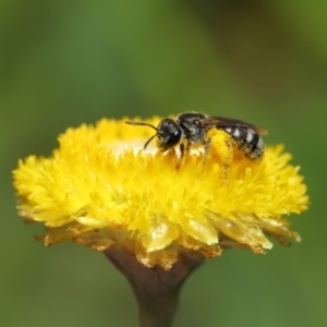 Lasioglossum (Chilalictus) sp. (genus & subgenus) at Hackett, ACT - 25 Feb 2020