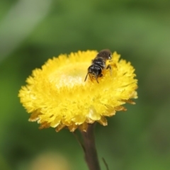 Lasioglossum (Chilalictus) sp. (genus & subgenus) at Hackett, ACT - 25 Feb 2020 11:40 AM