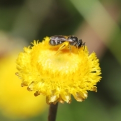 Lasioglossum (Chilalictus) sp. (genus & subgenus) at Hackett, ACT - 25 Feb 2020 11:40 AM
