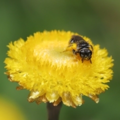 Lasioglossum (Chilalictus) sp. (genus & subgenus) at Hackett, ACT - 25 Feb 2020 11:40 AM