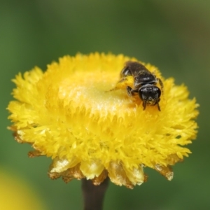 Lasioglossum (Chilalictus) sp. (genus & subgenus) at Hackett, ACT - 25 Feb 2020 11:40 AM