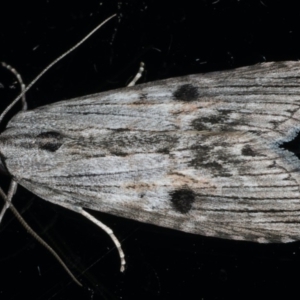 Calathusa ischnodes at Ainslie, ACT - 25 Feb 2020