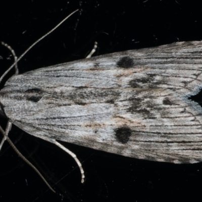 Calathusa ischnodes (An Erebid moth) at Ainslie, ACT - 25 Feb 2020 by jbromilow50