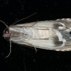 Calathusa ischnodes at Ainslie, ACT - 25 Feb 2020