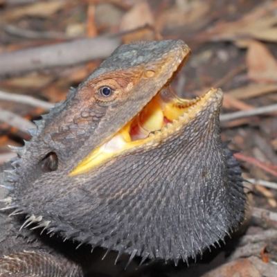 Pogona barbata (Eastern Bearded Dragon) at ANBG - 25 Feb 2020 by TimL