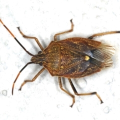 Poecilometis strigatus (Gum Tree Shield Bug) at Ainslie, ACT - 25 Feb 2020 by jbromilow50