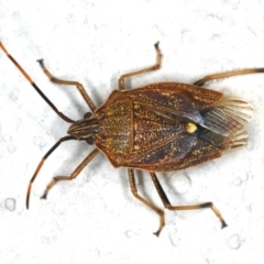 Poecilometis strigatus (Gum Tree Shield Bug) at Ainslie, ACT - 25 Feb 2020 by jb2602