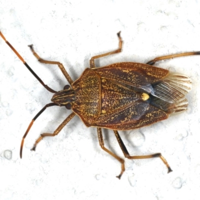 Poecilometis strigatus (Gum Tree Shield Bug) at Ainslie, ACT - 25 Feb 2020 by jbromilow50