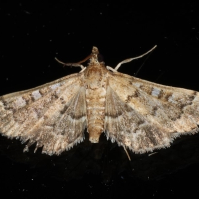 Nacoleia rhoeoalis (A Crambid moth (Spilomelinae) at Ainslie, ACT - 25 Feb 2020 by jb2602