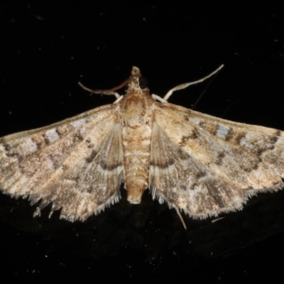 Nacoleia rhoeoalis (Spilomelinae) at Ainslie, ACT - 25 Feb 2020 by jb2602