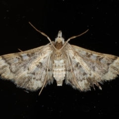 Nacoleia rhoeoalis at Ainslie, ACT - 25 Feb 2020