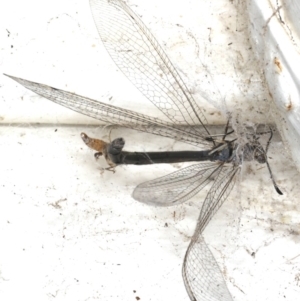 Myrmeleon acer at Ainslie, ACT - 25 Feb 2020