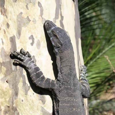 Varanus varius (Lace Monitor) at Mogareeka, NSW - 25 Feb 2020 by Leo