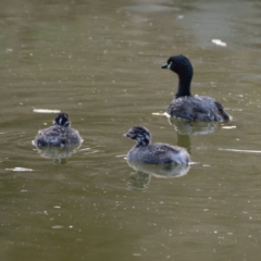 Tachybaptus novaehollandiae (Australasian Grebe) at Red Hill, ACT - 15 Jan 2020 by JackyF