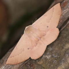 Monoctenia falernaria (Patched Leaf Moth) at Cotter River, ACT - 7 Feb 2019 by ibaird