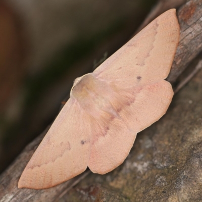 Monoctenia falernaria (Patched Leaf Moth) at Cotter River, ACT - 7 Feb 2019 by ibaird