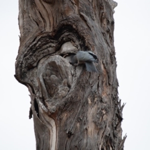 Callocephalon fimbriatum at Garran, ACT - suppressed