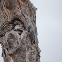 Callocephalon fimbriatum at Garran, ACT - suppressed