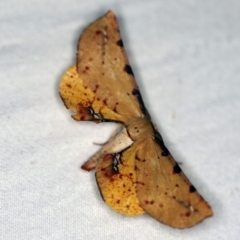 Parepisparis lutosaria (Bright Twisted Moth) at Cotter River, ACT - 7 Feb 2019 by ibaird