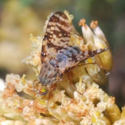 Tephritidae sp. (family) (Unidentified Fruit or Seed fly) at Kosciuszko National Park - 22 Feb 2020 by Harrisi