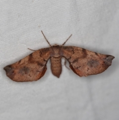 Parepisparis virgatus (Brown Twisted-moth) at Cotter River, ACT - 7 Feb 2019 by ibaird