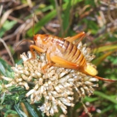 Gryllacrididae (family) (Wood, Raspy or Leaf Rolling Cricket) at Kosciuszko National Park, NSW - 22 Feb 2020 by Harrisi