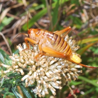 Gryllacrididae sp. (family) (Wood, Raspy or Leaf Rolling Cricket) at Kosciuszko National Park, NSW - 22 Feb 2020 by Harrisi