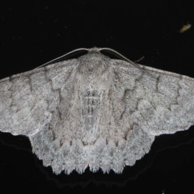 Crypsiphona ocultaria (Red-lined Looper Moth) at Ainslie, ACT - 2 Feb 2020 by jb2602