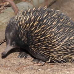 Tachyglossus aculeatus (Short-beaked Echidna) at Hackett, ACT - 25 Feb 2020 by TimL