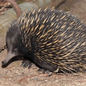 Tachyglossus aculeatus at Hackett, ACT - 25 Feb 2020