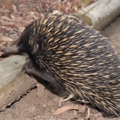 Tachyglossus aculeatus at Hackett, ACT - 25 Feb 2020