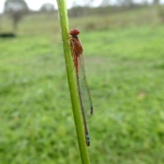 Xanthagrion erythroneurum (Red & Blue Damsel) at Googong, NSW - 27 Feb 2020 by Wandiyali