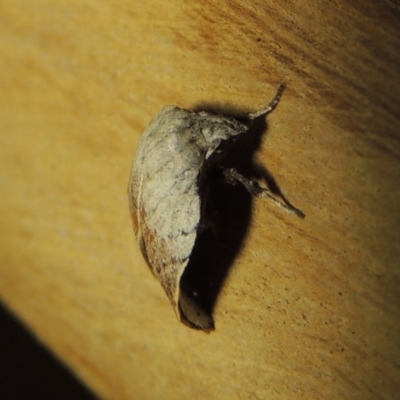 Tortricopsis pyroptis (A Concealer moth (Wingia Group)) at Conder, ACT - 20 Dec 2019 by michaelb