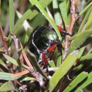 Repsimus manicatus montanus at Tharwa, ACT - 21 Dec 2019