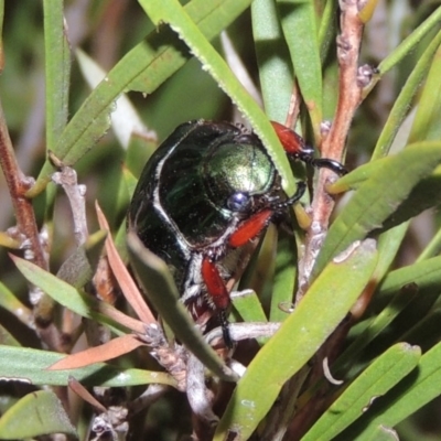 Repsimus manicatus montanus (Green nail beetle) at Tharwa, ACT - 21 Dec 2019 by michaelb