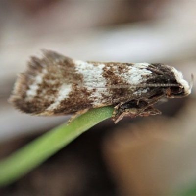 Isomoralla eriscota (A concealer moth) at Mount Painter - 17 Feb 2020 by CathB