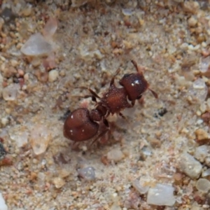 Meranoplus sp. (genus) at Cook, ACT - 17 Feb 2020